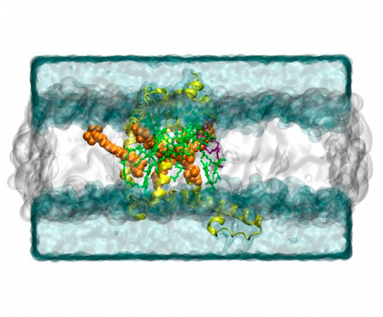 Understanding Light-Harvesting Regulation in Photosynthetic Organisms with Molecular Dynamics Simulations
