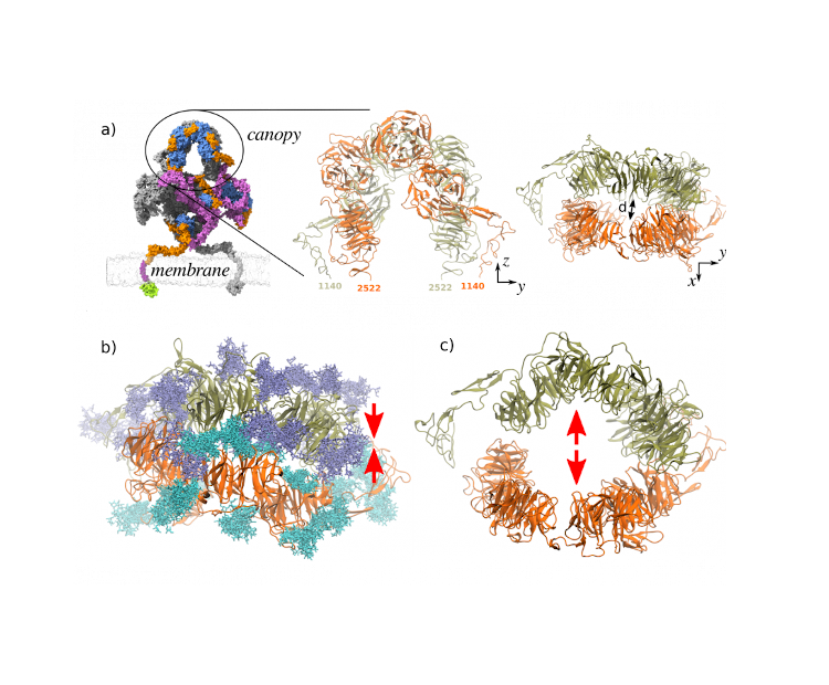 lrp1s-extended-glycosylation-may-affect-the-proteins-quaternary-structure-formation-and-stability