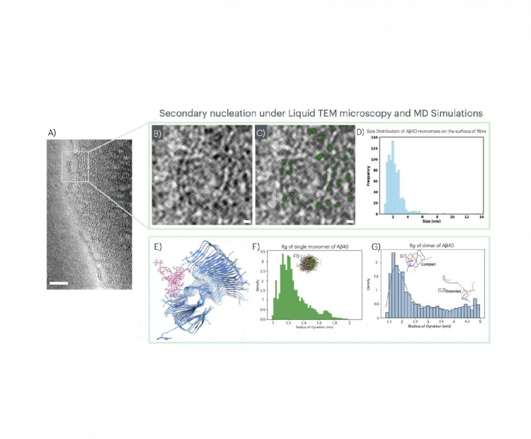 on-the-amyloid-beta-40-aggregation-and-secondary-nucleation