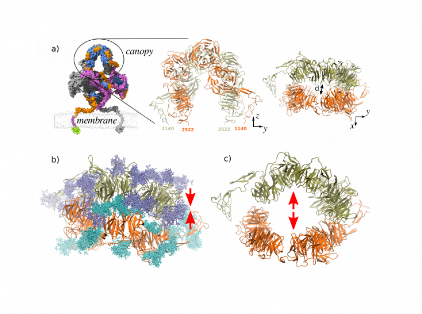 lrp1s-extended-glycosylation-may-affect-the-proteins-quaternary-structure-formation-and-stability