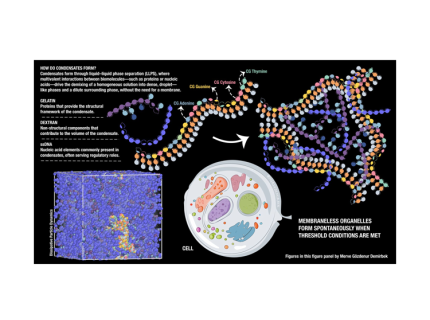 coarse-grain-ssdna-simulations-with-dissipative-particle-dynamics-using-the-martini-'lego'-approach